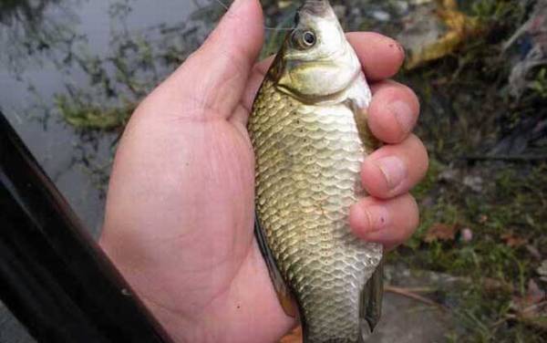 初春钓大鲫鱼绝招及注意事项