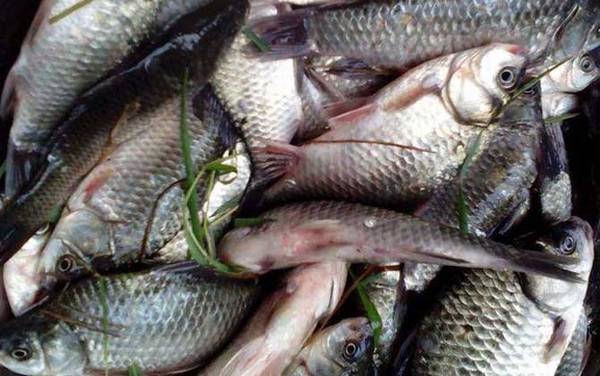 初春野钓鲫鱼调几钓几?