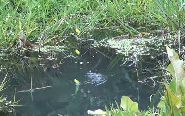 怎样钓七星漂又简单又好?