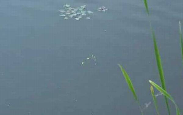 怎么钓七星漂最灵敏?