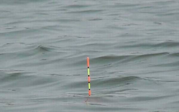 钓罗非鱼什么漂相提竿?