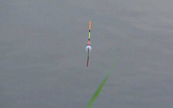 钓鱼漂相大全及最佳提竿时机