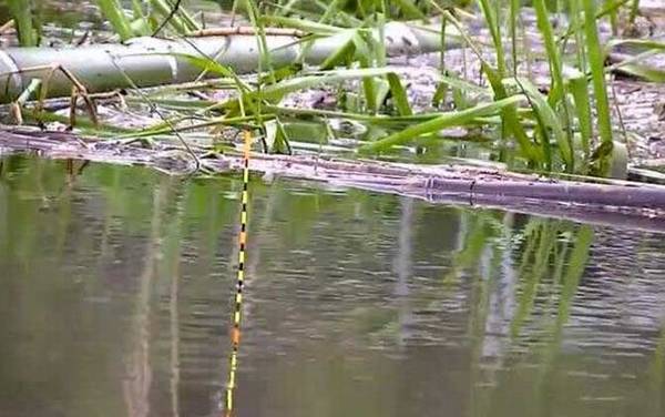 黑漂提竿不中鱼怎么办?