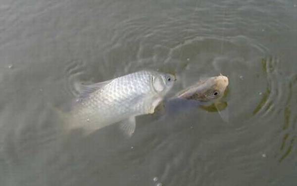 钓鲫鱼子线多长最好?没有一定,取决于鱼情、水情、季节等因素!