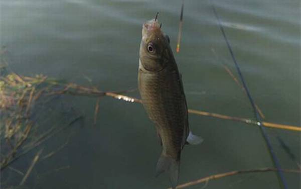 钓鲫鱼子线多长最好?没有一定,取决于鱼情、水情、季节等因素!