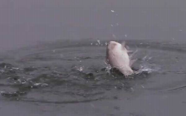 钓鲫鱼子线多长最好?没有一定,取决于鱼情、水情、季节等因素!