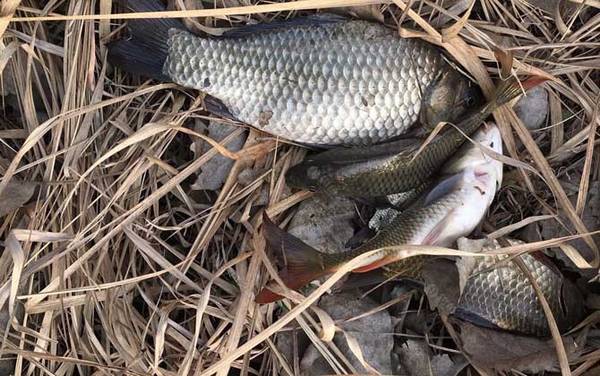 野钓鲫鱼的方法和技巧,只需做到这7点,轻松就能钓到大鲫鱼!