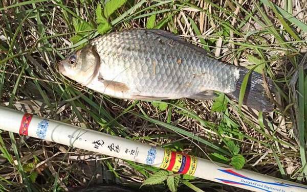 钓鲫鱼一般离底多少合适?主要取决于鱼情、水情、季节等因素!