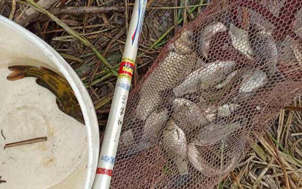 台钓鲫鱼的技巧和方法,从钓具、饵料到调漂、提竿都非常讲究!