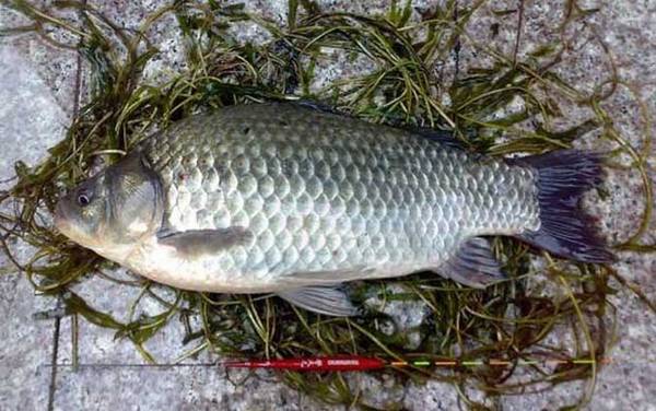 台钓鲫鱼的技巧和方法,从钓具、饵料到调漂、提竿都非常讲究!