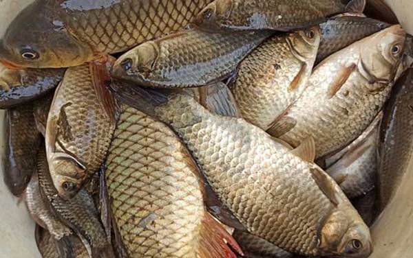 野钓鲫鱼最佳调漂方法,不要拘泥于调几钓几,必须因地制宜!