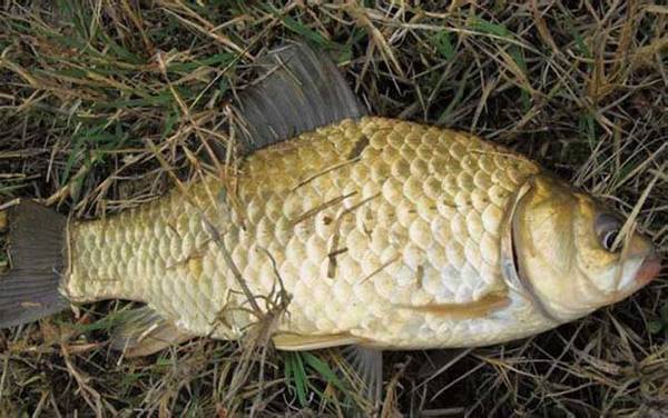 野钓鲫鱼最佳调漂方法,不要拘泥于调几钓几,必须因地制宜!