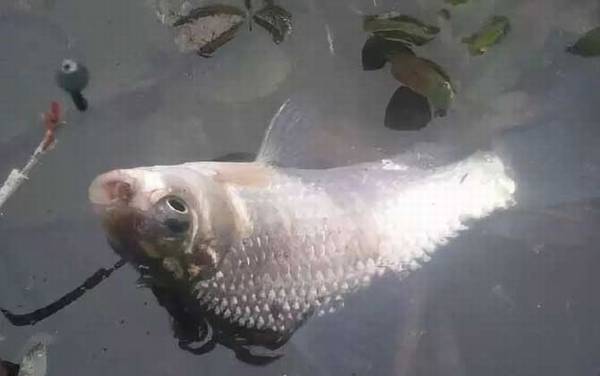 鲫鱼和鲤鱼的区别,两种不同的鱼,不管是形态还是习性都不同!