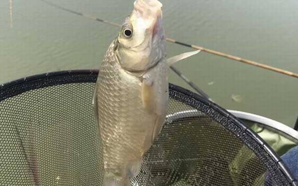 钓鲫鱼用几米鱼竿合适?一般3.6至4.5米,具体多长取决于鱼情!