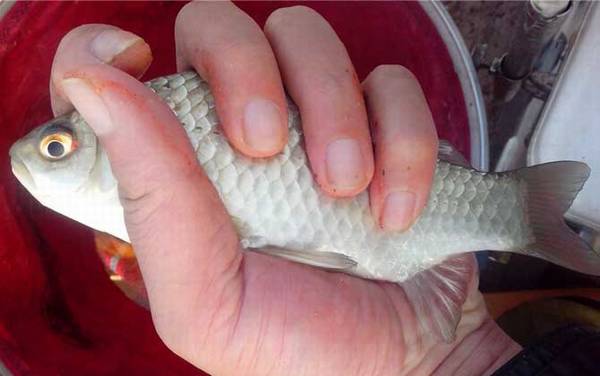 钓鲫鱼用什么饵料最好?有自然饵料、商品饵料、自制饵料三大类!
