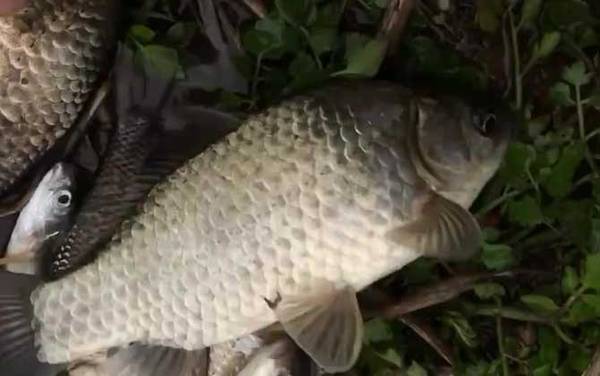 大河野钓鲫鱼技巧,一是找好钓点,二是打好窝子,三是用好饵料!