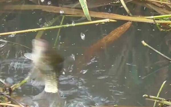 大河野钓鲫鱼技巧,一是找好钓点,二是打好窝子,三是用好饵料!