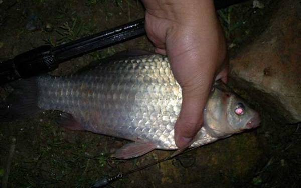 大河野钓鲫鱼技巧,一是找好钓点,二是打好窝子,三是用好饵料!