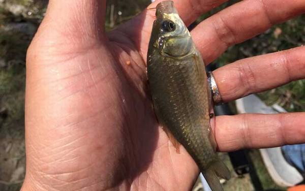 鲫鱼的拼音怎么读?最常见的淡水鱼类,全国各地普遍都有分布!