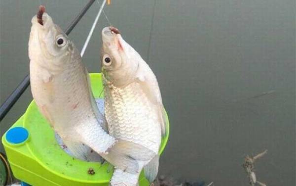 钓鲫鱼饵料十大排名,与这些饵料相比,野战蓝鲫只能屈居第三!