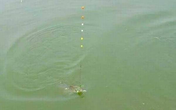 七星漂正确的调漂方法,比立漂调漂简单,一次调漂多地使用!