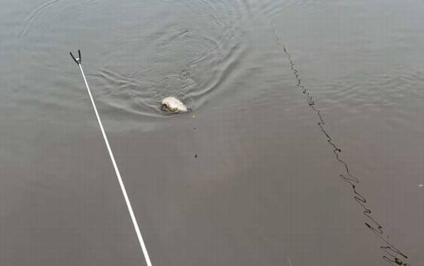 专攻鲤鱼饵料配方大全,试试这几款饵料,专门钓大个体的鲤鱼!