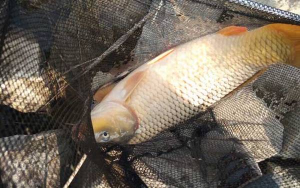 野生大鲤鱼爱吃三种饵料,搞清楚摄食习性,才能钓获大鲤鱼!