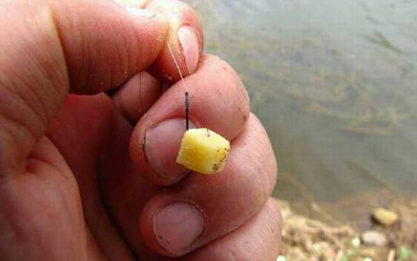 公认钓鲤鱼最好的饵料,试试这几款饵料,钓鲤鱼很少会“空军”!