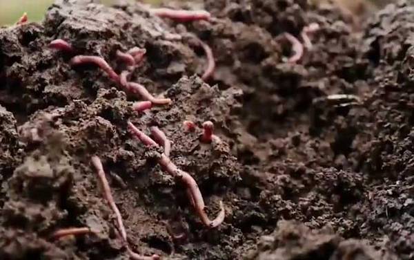 蚯蚓切成三段还能活吗?能变成3条蚯蚓,但不能切到心脏!
