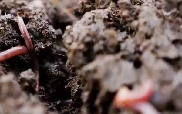 蚯蚓切成三段还能活吗?能变成3条蚯蚓,但不能切到心脏!