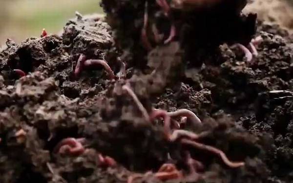 蚯蚓切成三段还能活吗?能变成3条蚯蚓,但不能切到心脏!