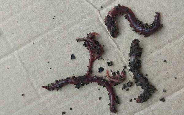 钓鱼蚯蚓养殖技术,养蚯蚓很简单,配好养殖土轻松就能养活!