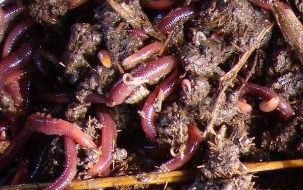 钓鱼蚯蚓养殖技术,养蚯蚓很简单,配好养殖土轻松就能养活!