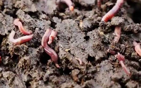 钓鱼购买的蚯蚓怎样养?养蚯蚓很简单,找个花盆就能轻松养活!