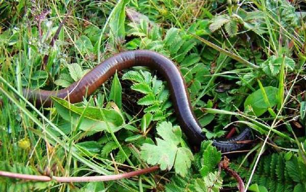 蚯蚓的资料有哪些?最常见的环节动物,以土壤中的有机质为食!