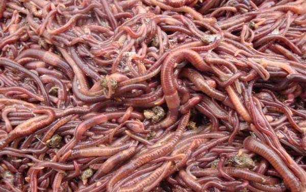蚯蚓的资料有哪些?最常见的环节动物,以土壤中的有机质为食!