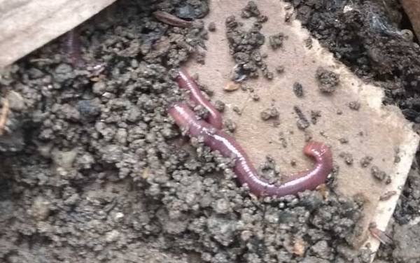 蚯蚓价格多少钱一斤?因品种不同而不同,一般15~20元一斤!