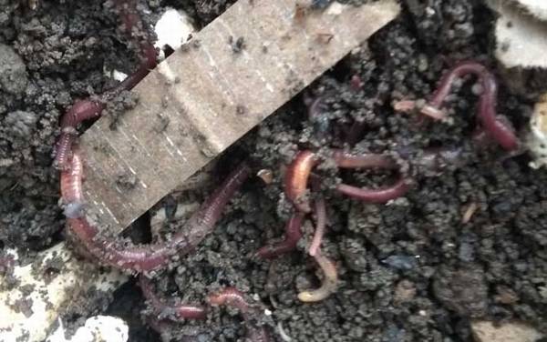 蚯蚓价格多少钱一斤?因品种不同而不同,一般15~20元一斤!