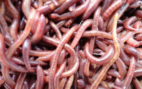 蚯蚓的作用有哪些?重要的环节动物,被誉为“生态系统工程师”!