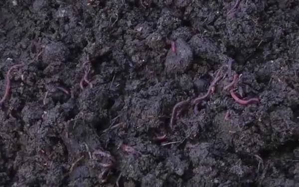 蚯蚓的血是什么颜色?与人的血不同,蚯蚓的血一般是玫瑰红色!