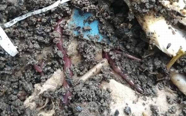 钓鱼购买的蚯蚓怎样养?养蚯蚓很简单,找个花盆就能轻松养活!