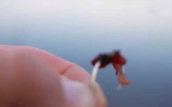 蚯蚓钓鱼的技巧和方法,名副其实的“万能饵料”,简单又好用!
