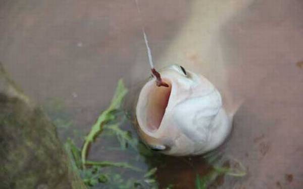 蚯蚓钓鱼的技巧和方法,名副其实的“万能饵料”,简单又好用!