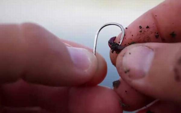 蚯蚓钓鱼用打窝吗?建议打窝,蚯蚓的诱鱼、留鱼效果比较差!