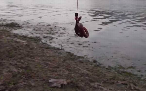 什么季节钓鱼用蚯蚓?一年四季均可,尤以春、秋季效果最好!