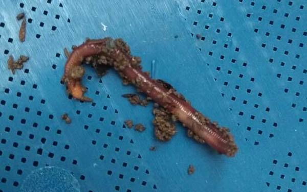 红虫和蚯蚓哪个钓鱼好?没有一定,取决于鱼情、水情等因素!