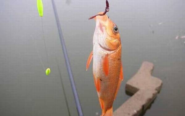 用蚯蚓钓鲫鱼技巧和口诀,掌握这些技巧,轻松钓到大鲫鱼!