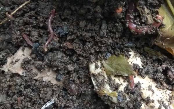 怎样用蚯蚓钓鱼上鱼快?钓点、打窝、调漂、挂钩、逗钓缺一不可!