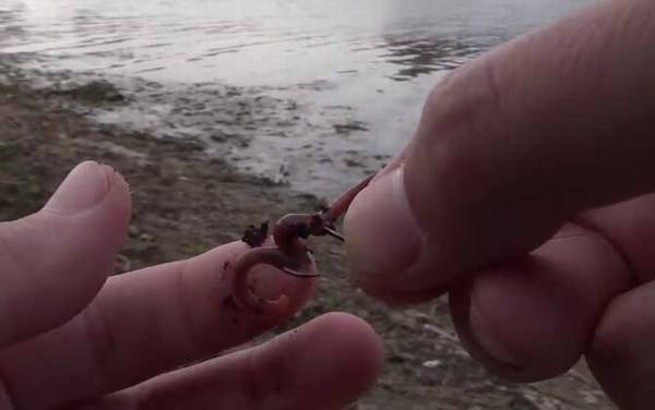 蚯蚓怎么挂钩容易上鱼?没有一定,取决于鱼情、水情等因素!