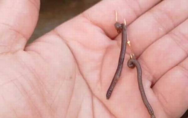 蚯蚓怎么挂钩容易上鱼?没有一定,取决于鱼情、水情等因素!